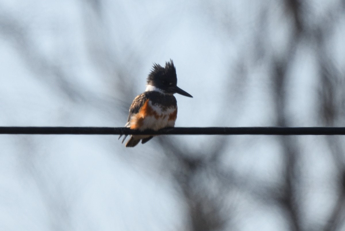 Belted Kingfisher - ML315435581