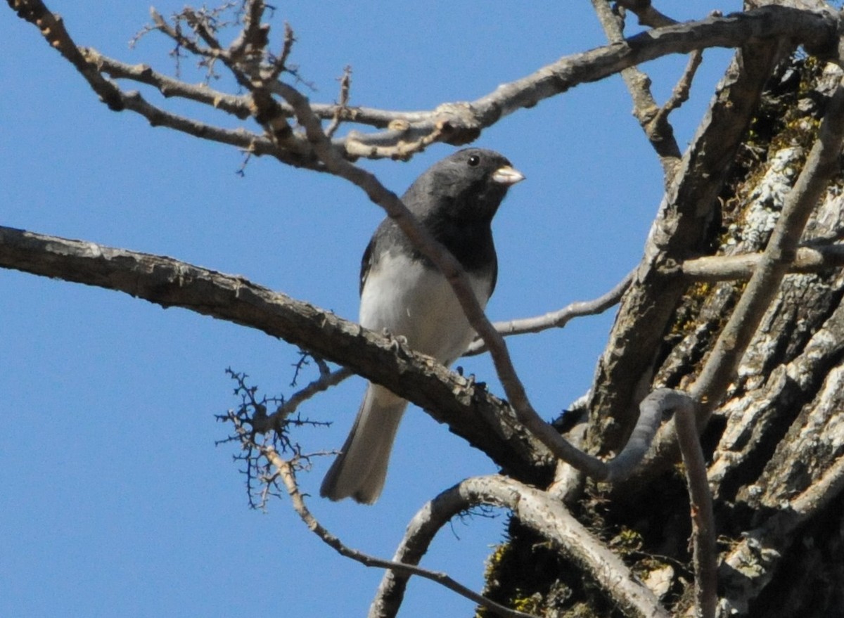 Dark-eyed Junco - ML315436721