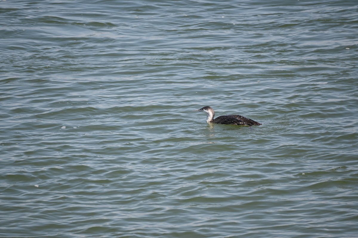 Red-throated Loon - ML315438011