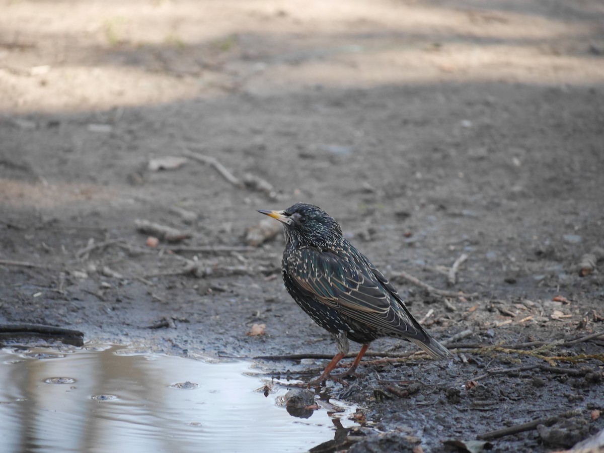 European Starling - ML315438021