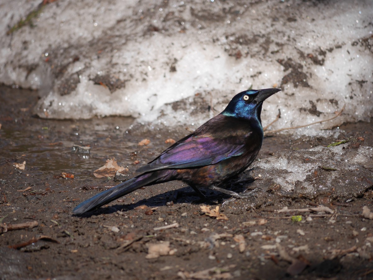 Common Grackle - Sam E