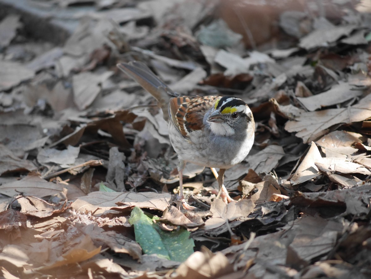 White-throated Sparrow - ML315438501