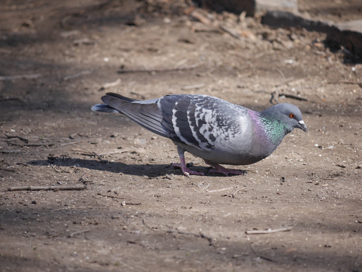 Rock Pigeon (Feral Pigeon) - ML315438711