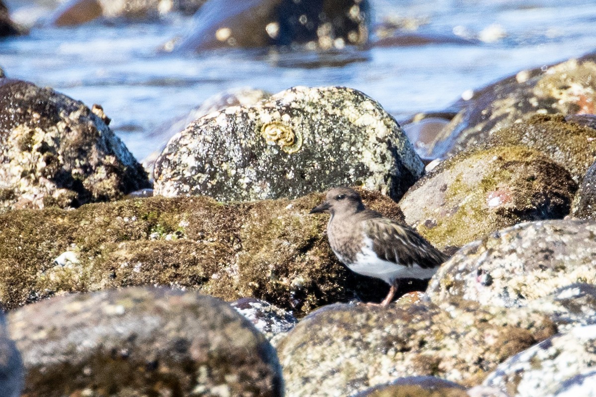 Black Turnstone - ML315439581