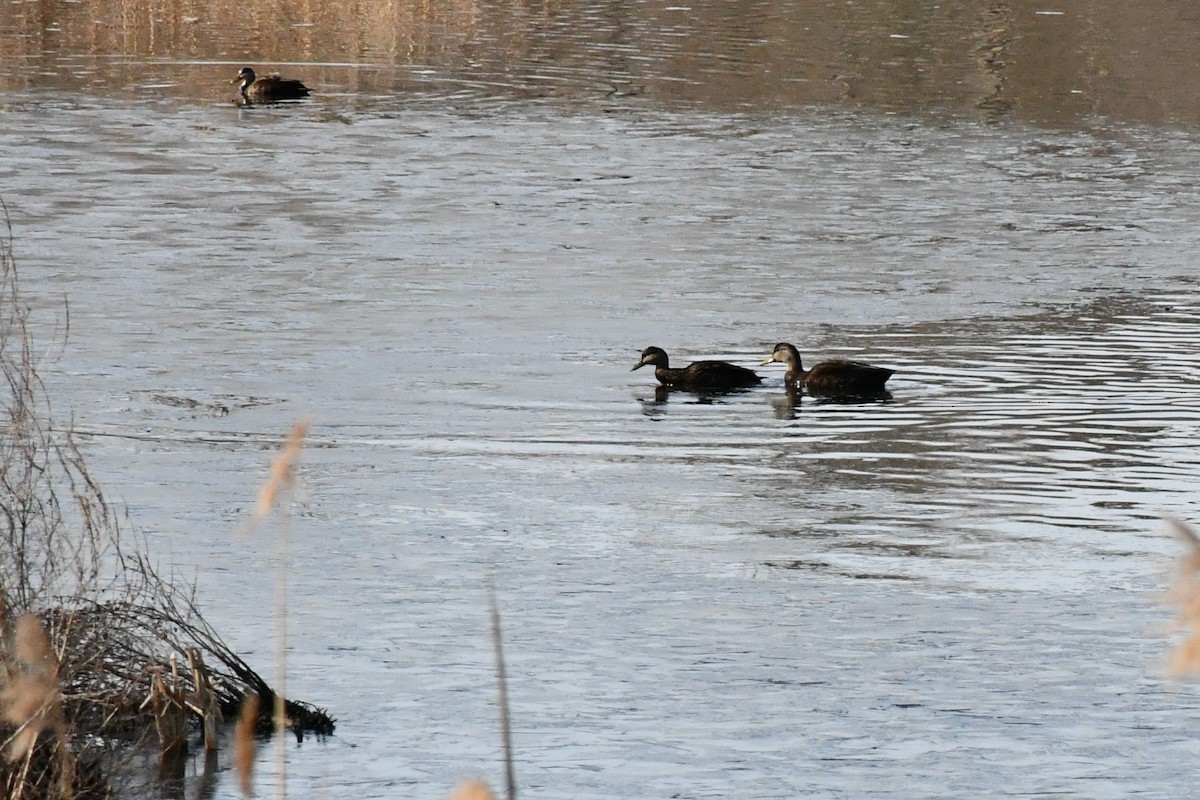 American Black Duck - ML315440681