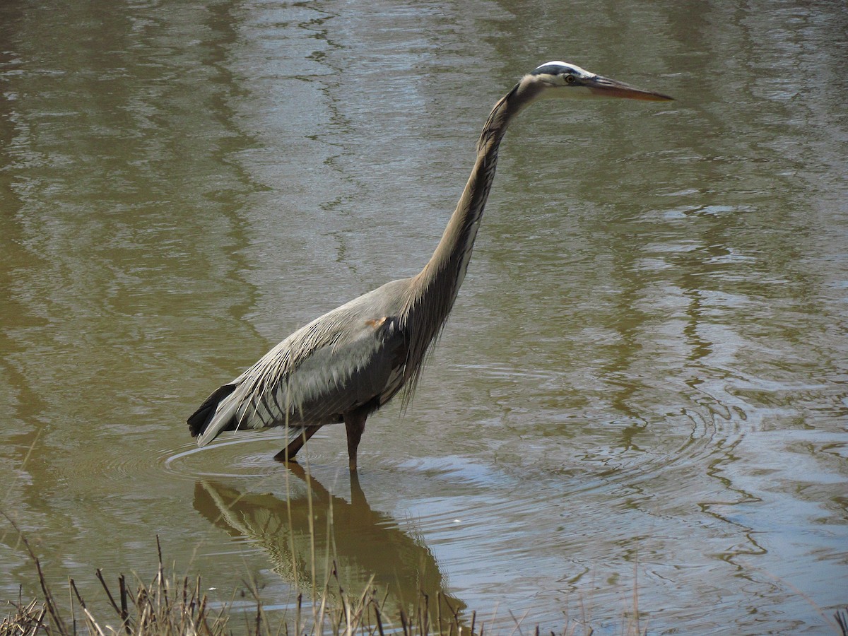 Great Blue Heron - ML315440711