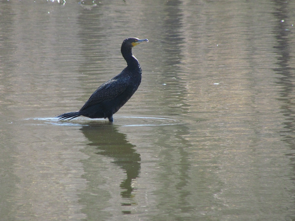 Double-crested Cormorant - ML315440911