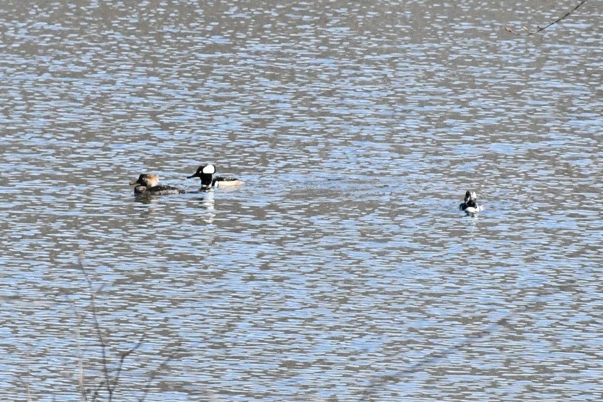 Hooded Merganser - ML315441151
