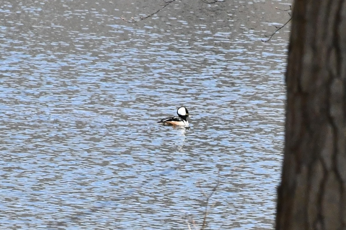 Hooded Merganser - ML315441171