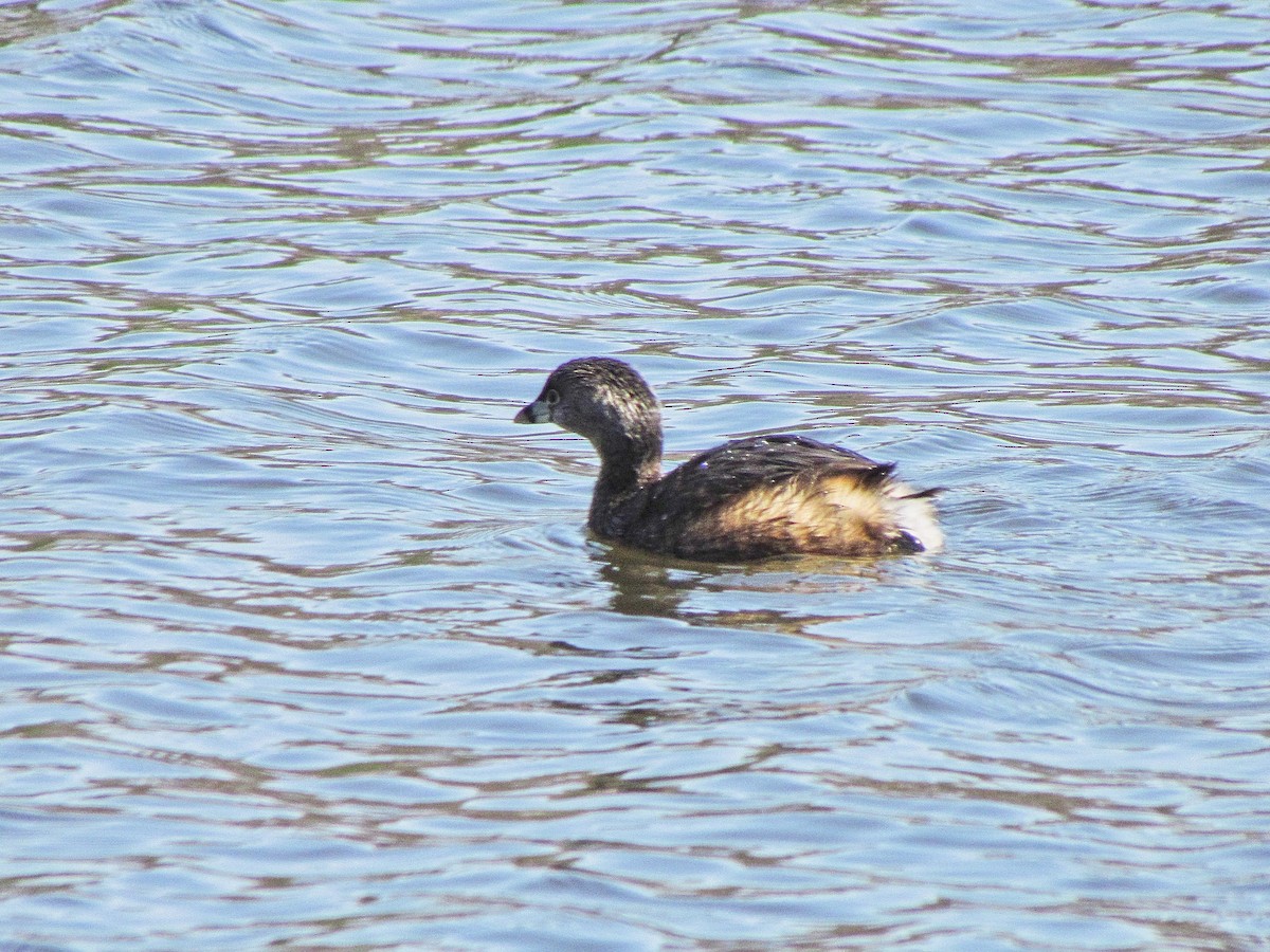 Pied-billed Grebe - ML315442591