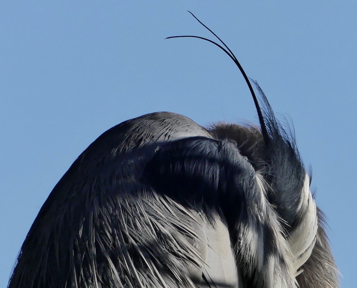 Great Blue Heron - ML315442841