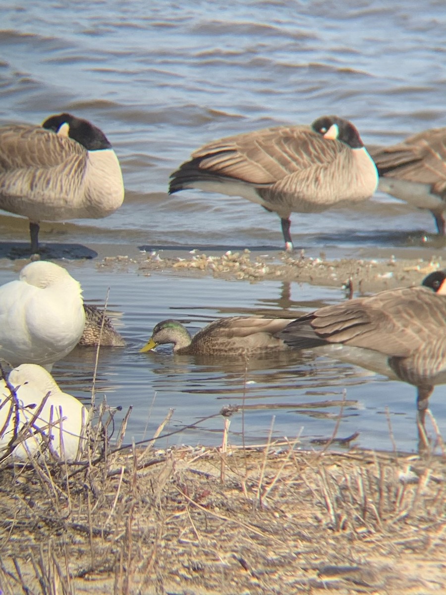 Mallard x American Black Duck (hybrid) - ML315442881