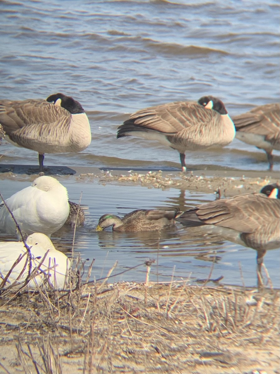 Mallard x American Black Duck (hybrid) - ML315442891