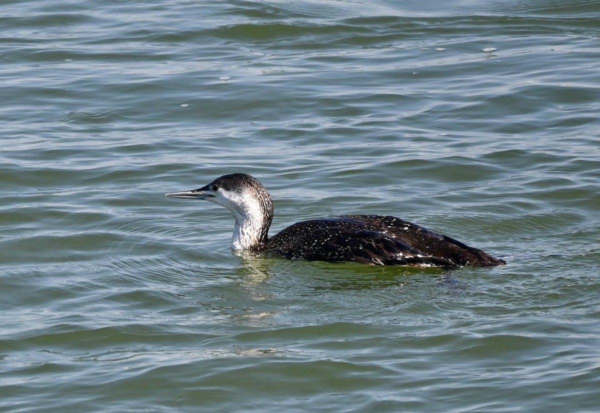 Red-throated Loon - ML315443291