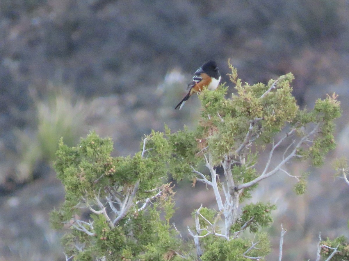 Spotted Towhee - ML315443651