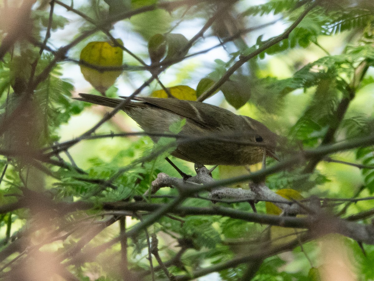 Brooks's Leaf Warbler - ML315445281