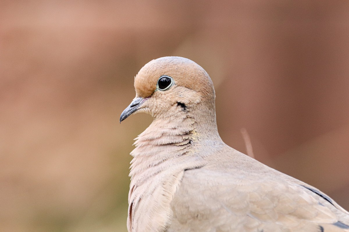 Mourning Dove - Ben Kerstetter