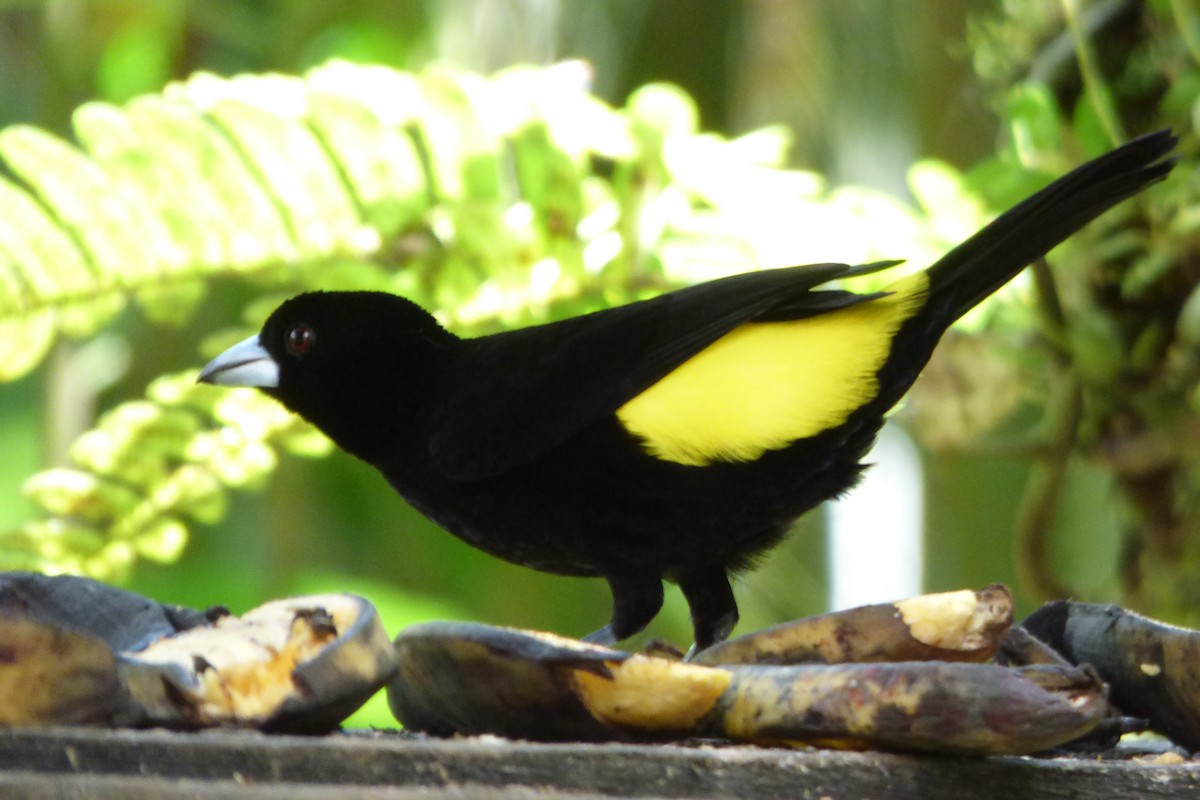 Flame-rumped Tanager - ML315445811