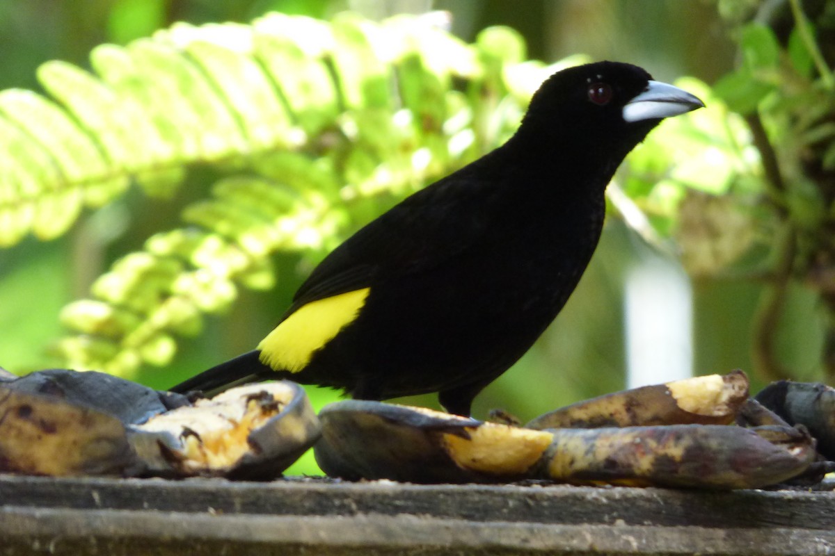 Flame-rumped Tanager - ML315445851