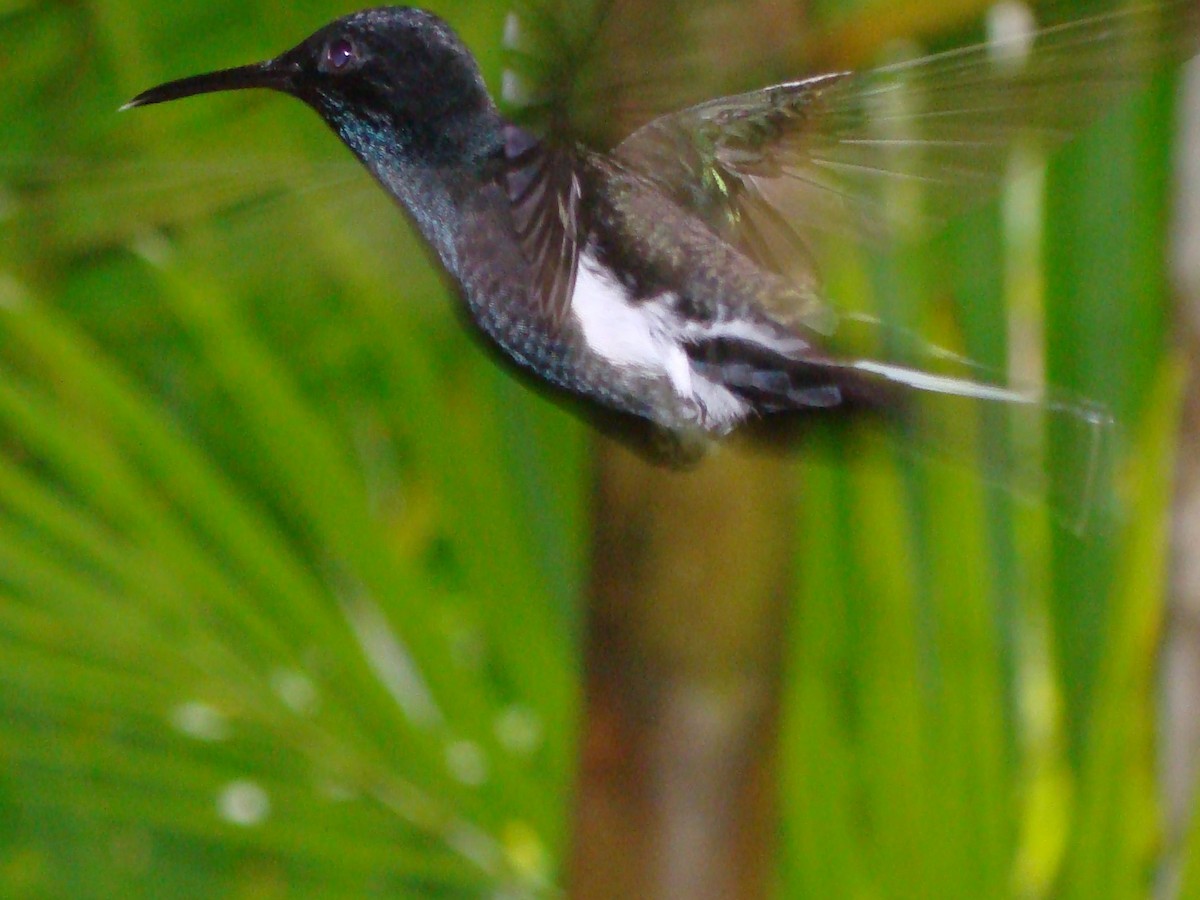 kolibřík černobílý - ML315447881