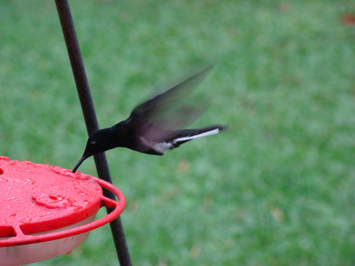 kolibřík černobílý - ML315447901