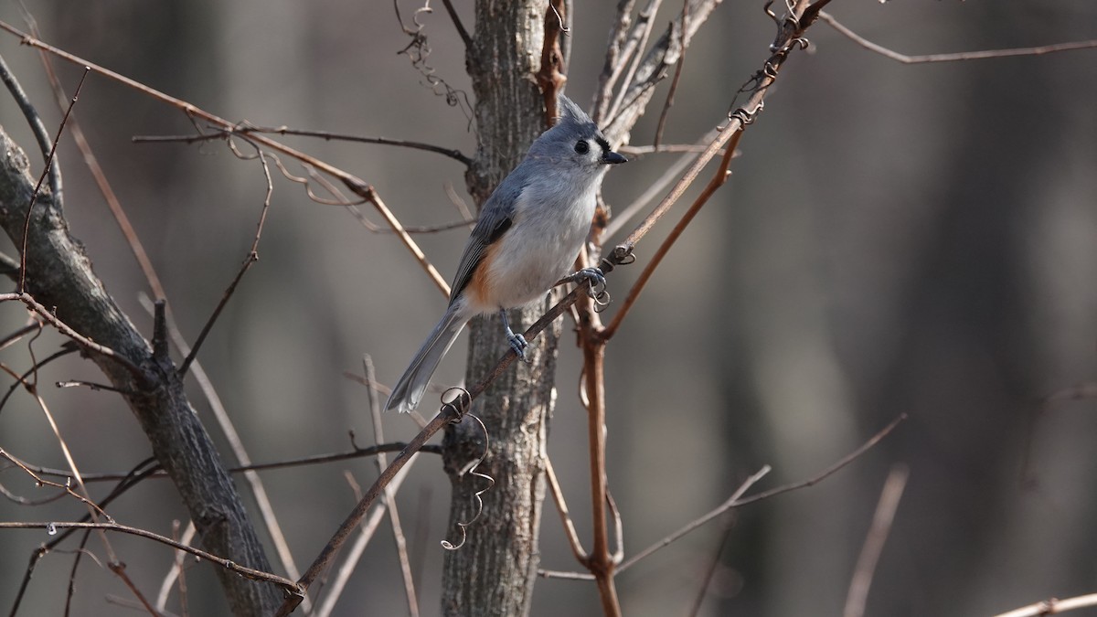 Tufted Titmouse - ML315448931