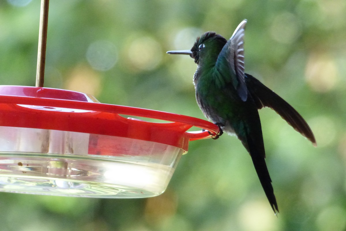 Green-crowned Brilliant - ML315449431