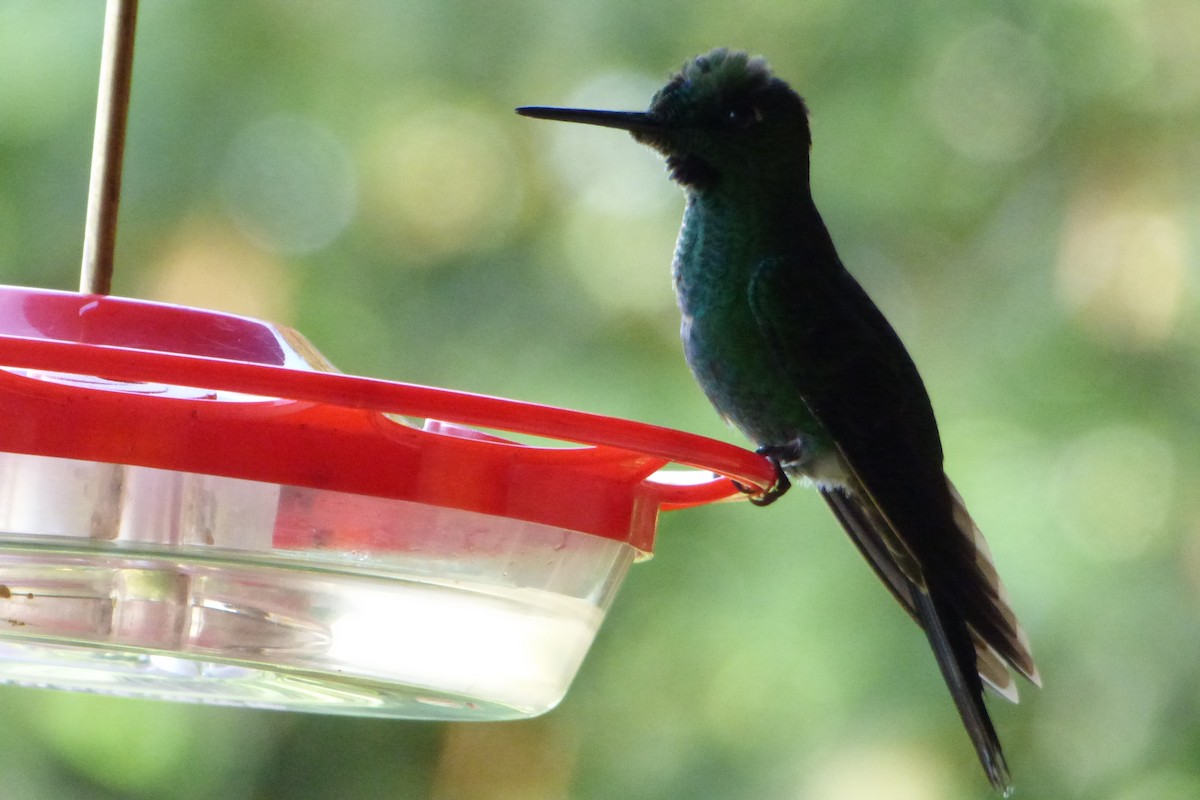 Green-crowned Brilliant - ML315449441