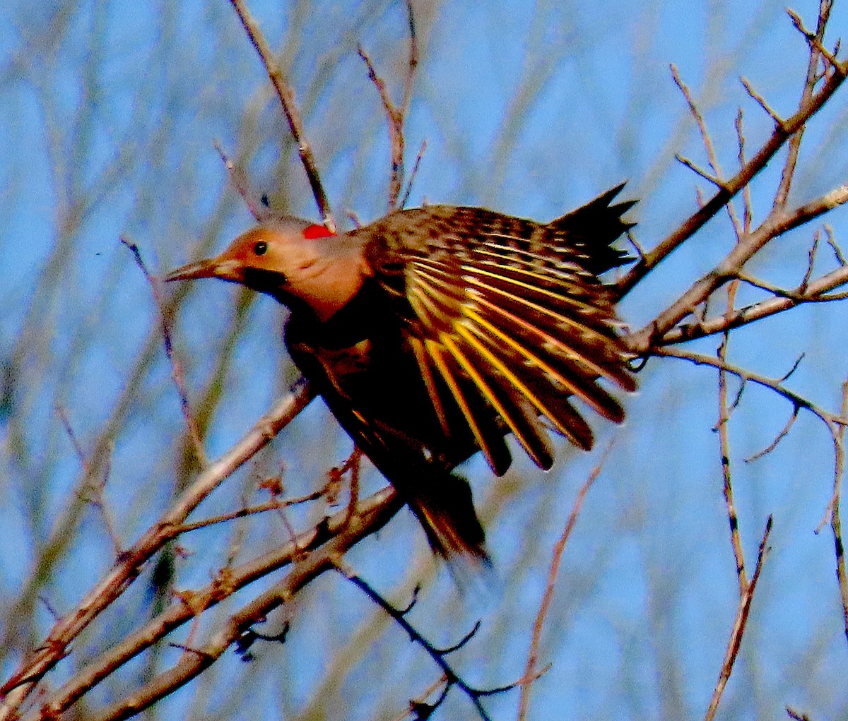 Northern Flicker - ML315450171