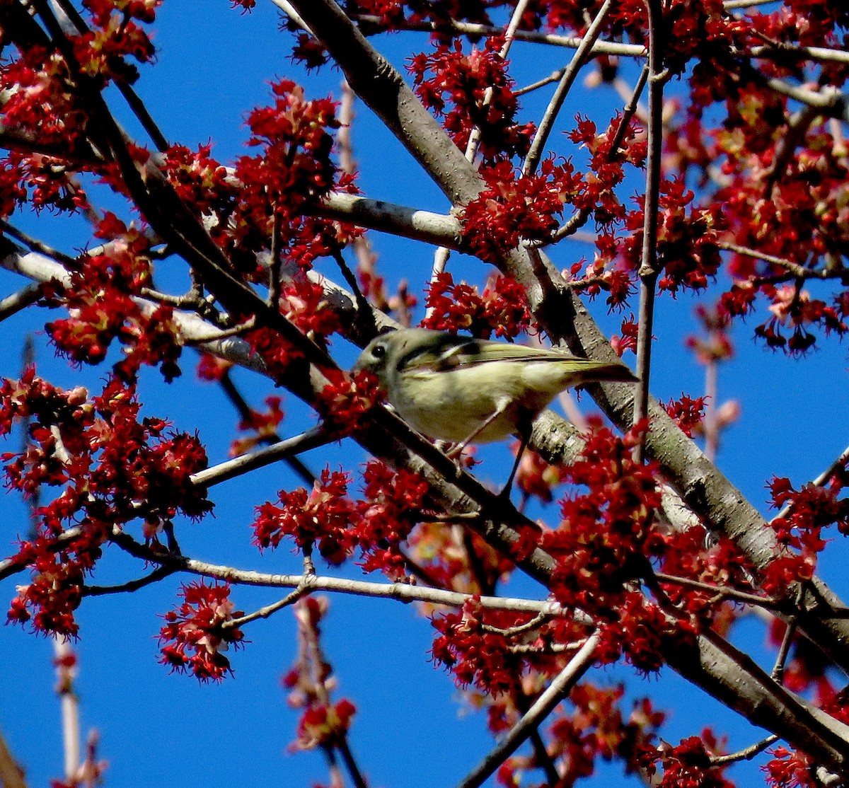 Ruby-crowned Kinglet - ML315450401