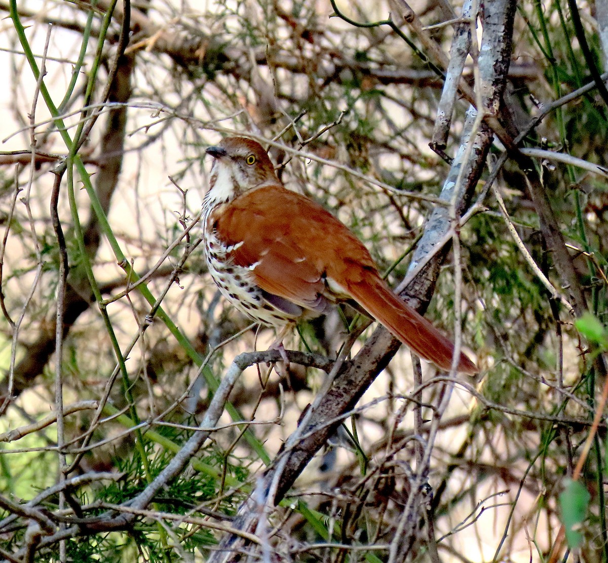 Brown Thrasher - ML315450461