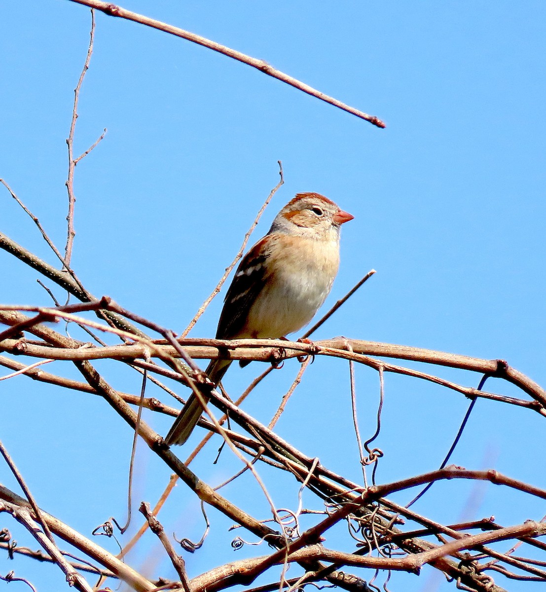 Field Sparrow - ML315450491