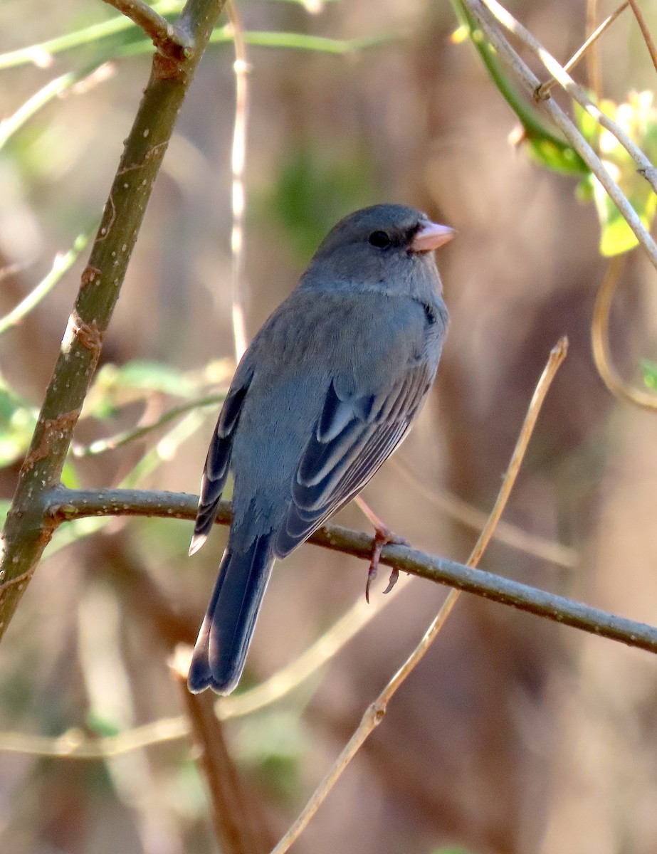 Dark-eyed Junco - ML315450651