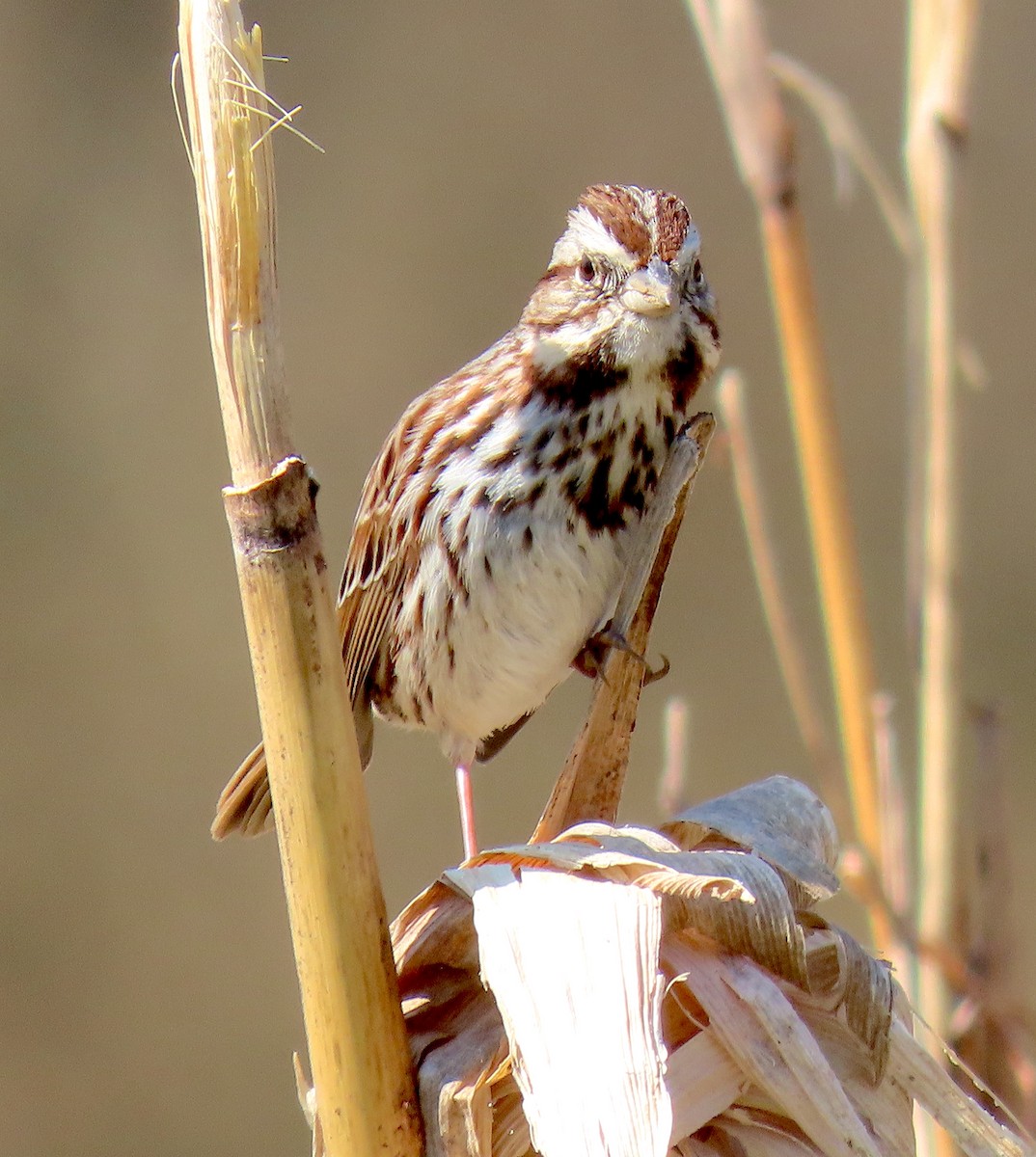 Song Sparrow - ML315450741