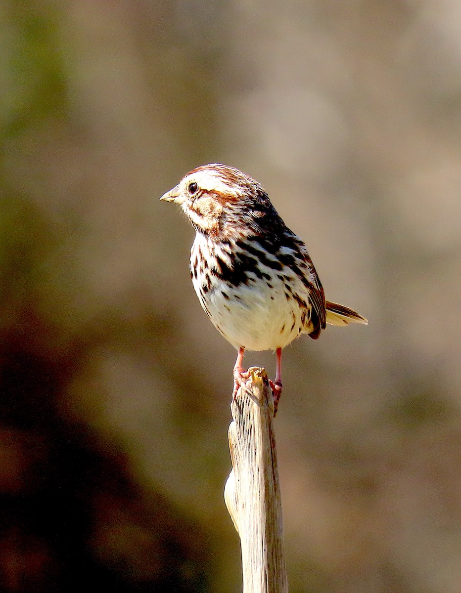 Song Sparrow - ML315450781