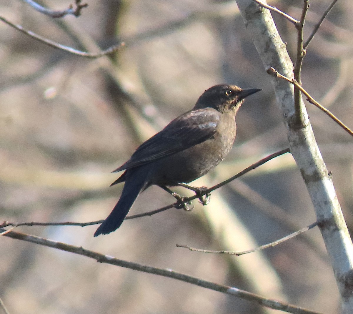 Rusty Blackbird - ML315451131