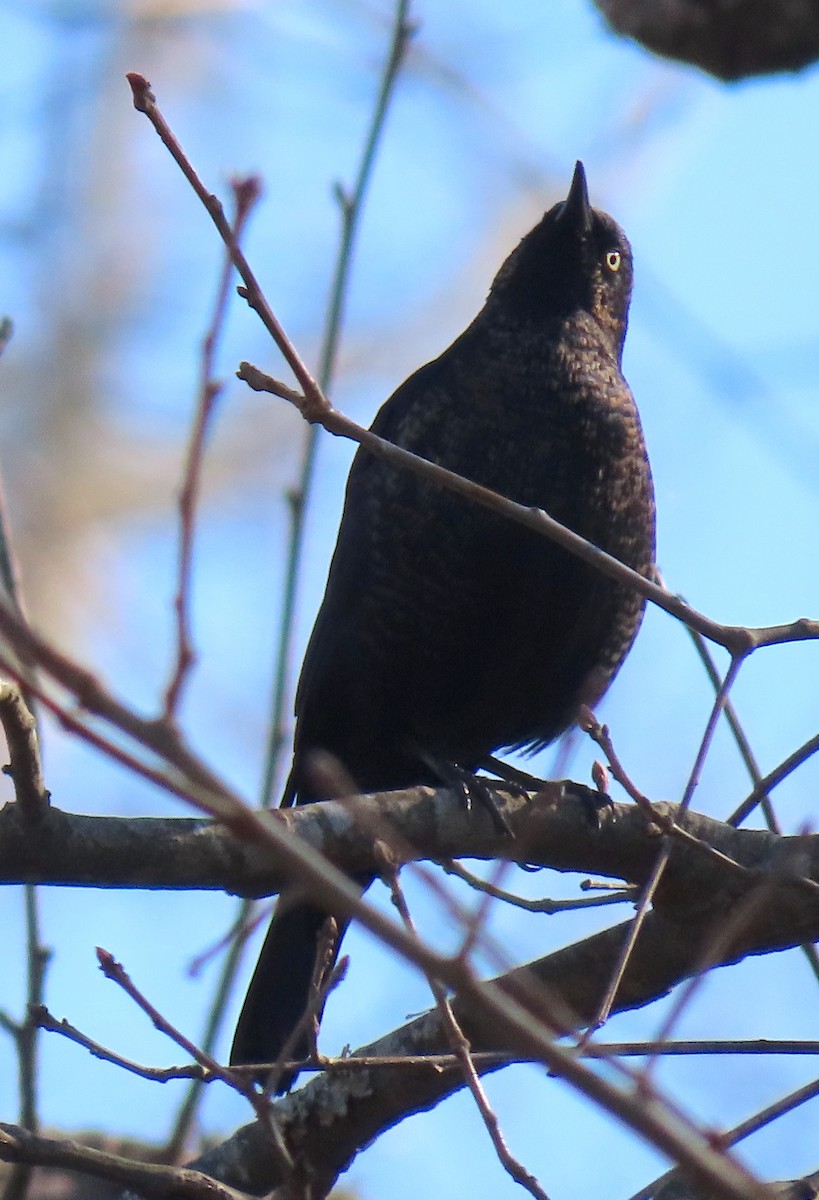 Rusty Blackbird - ML315451411