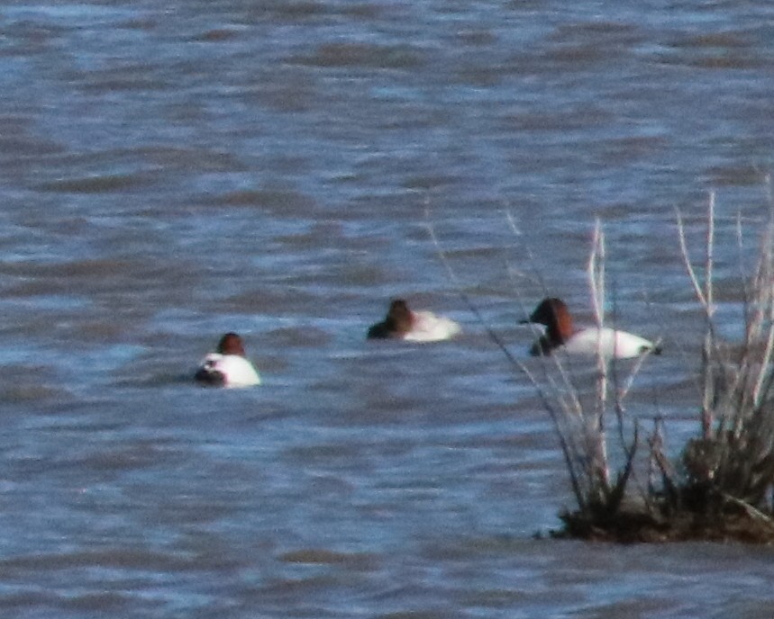 Canvasback - John Cyrus