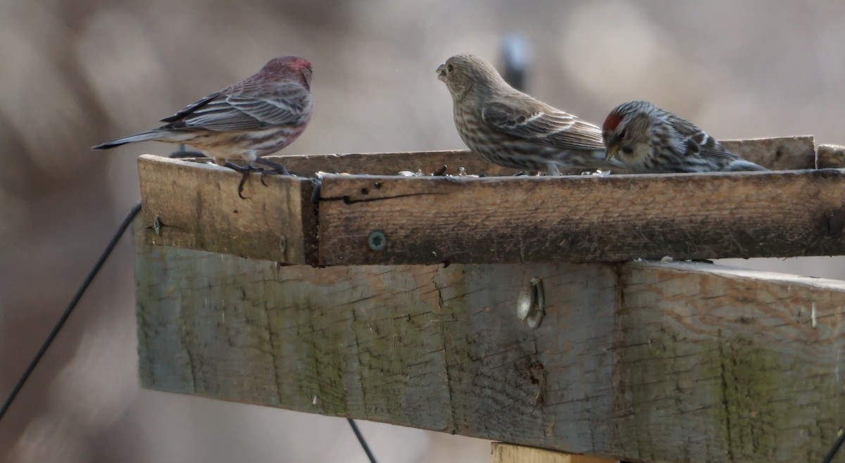 Common Redpoll - ML315454851