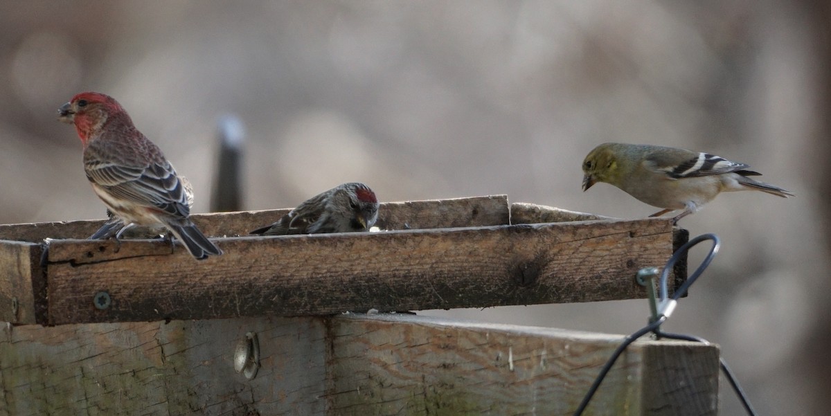 Common Redpoll - ML315454861