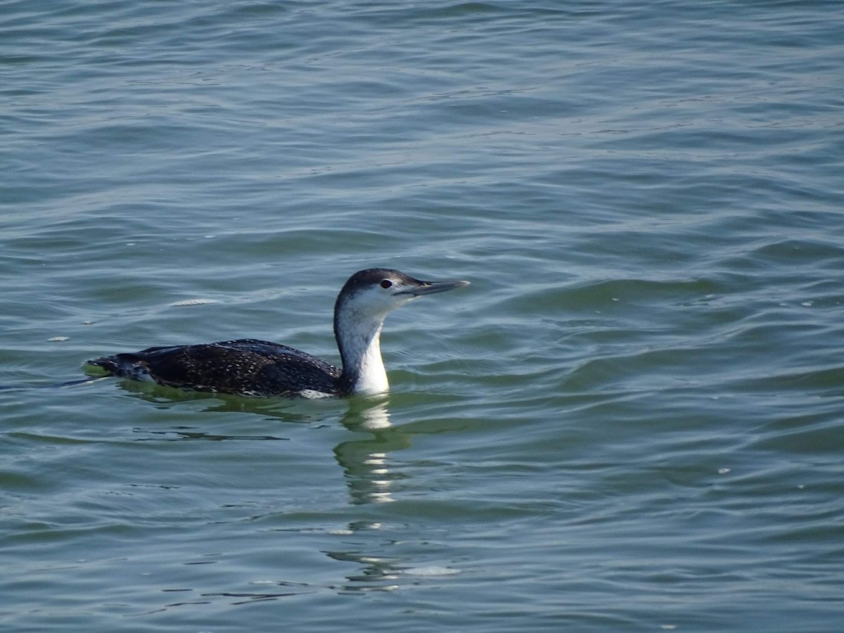Red-throated Loon - ML315456541