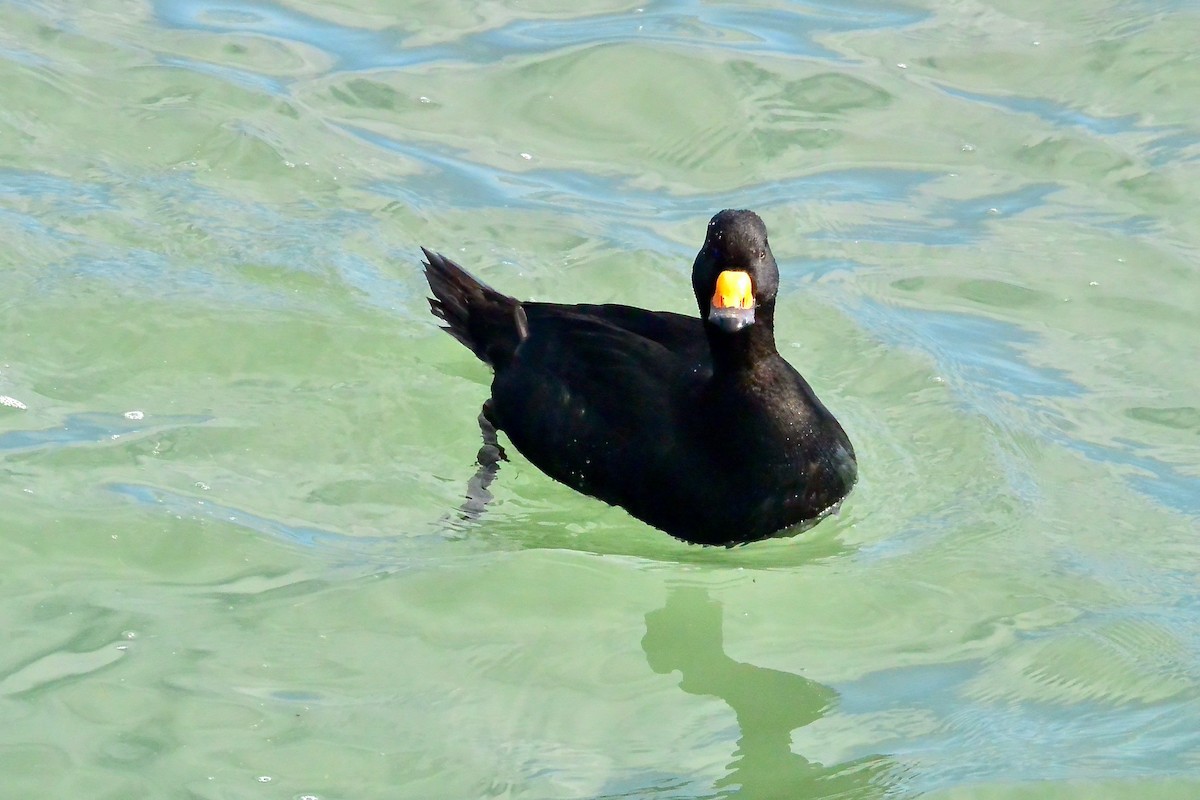 Black Scoter - Seth Honig