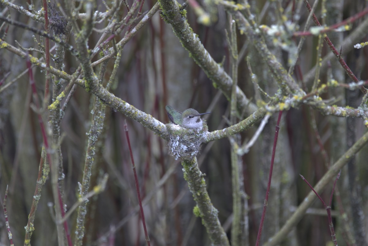 Anna's Hummingbird - ML315457781