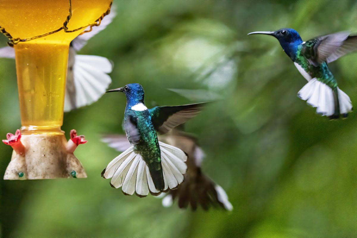 White-necked Jacobin - ML315458851