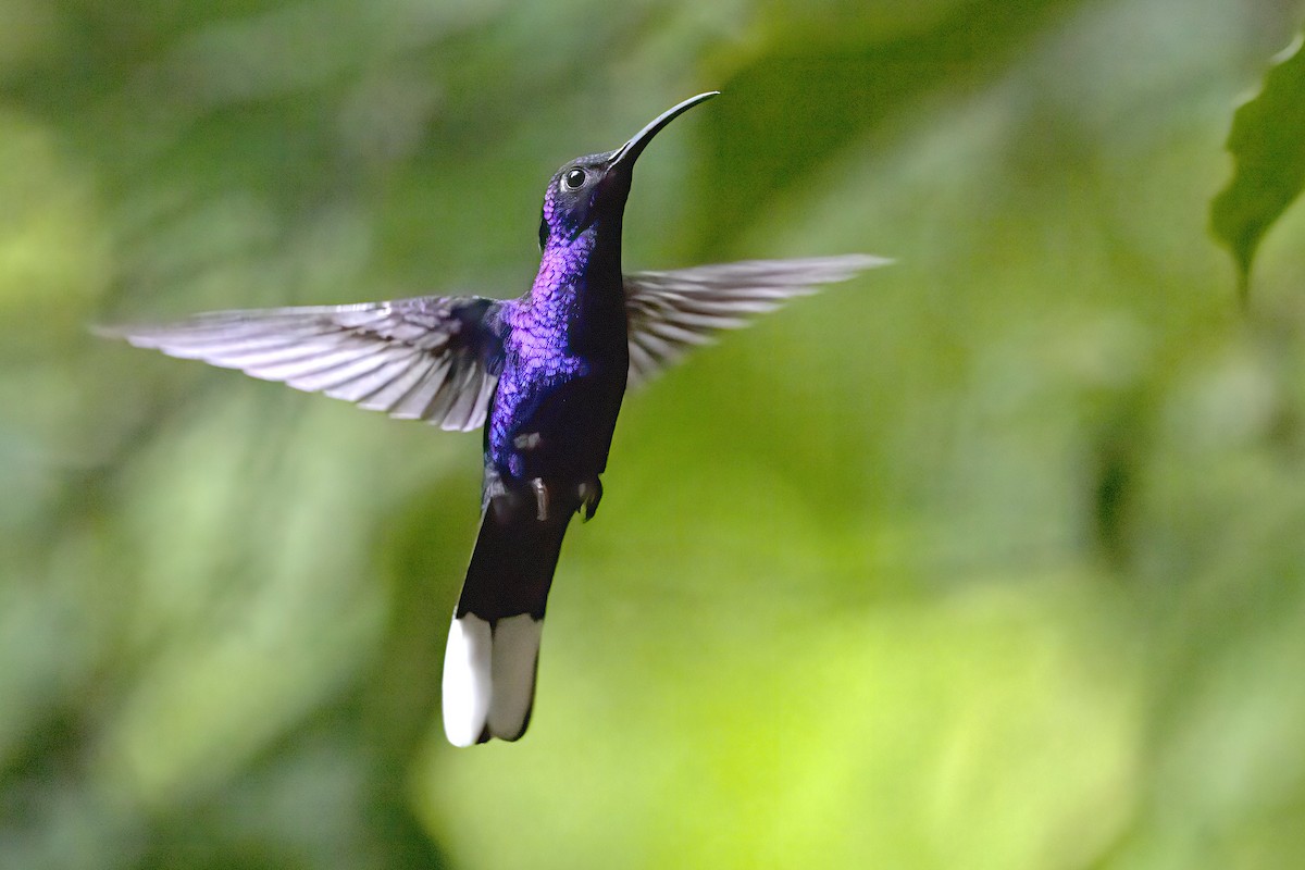 Colibrí Morado - ML315459001