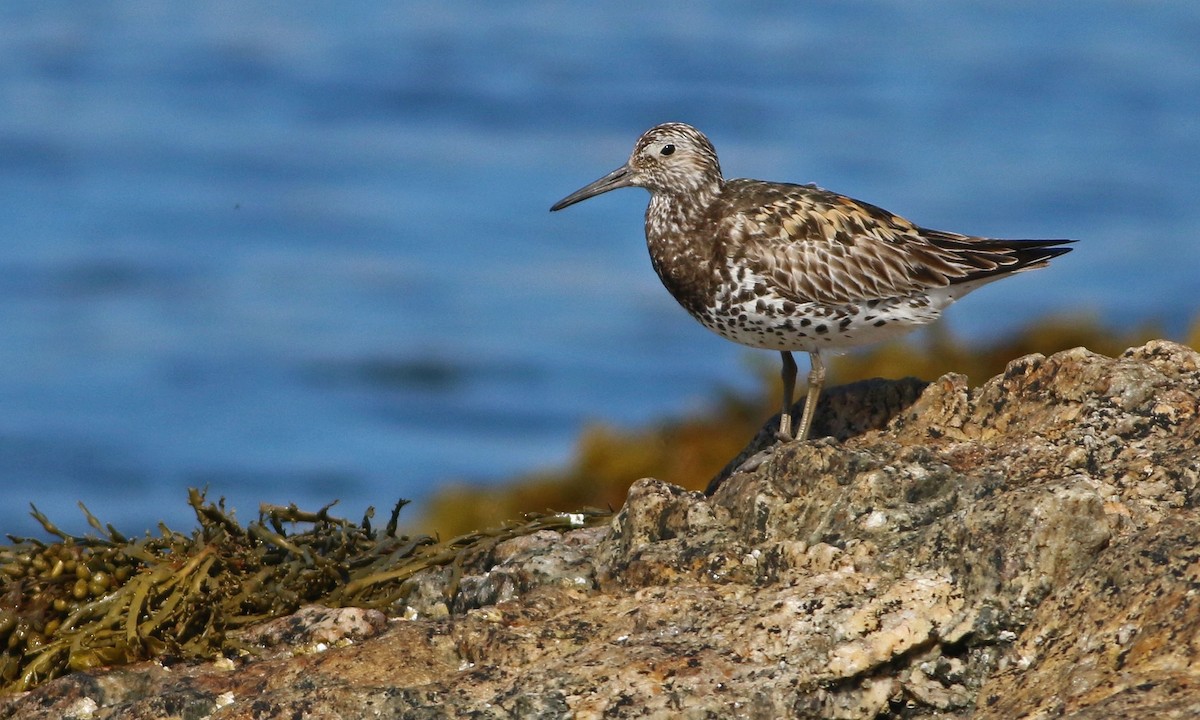 sibirsnipe - ML31545901