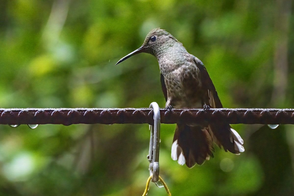 Colibrí de Cuvier - ML315459051