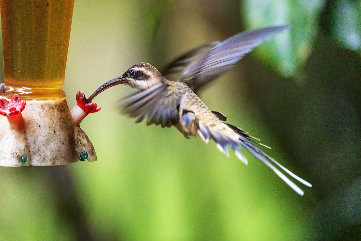 Long-billed Hermit - ML315459151