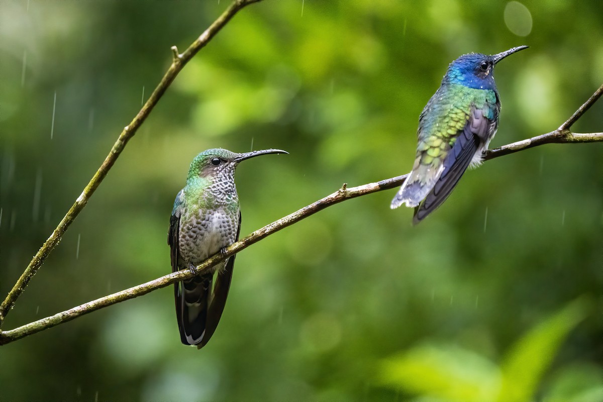 White-necked Jacobin - ML315459251