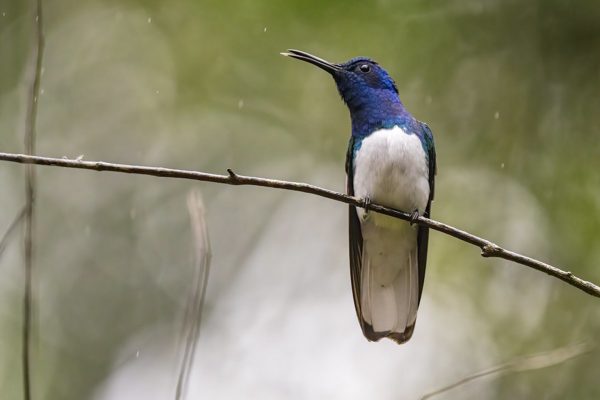 Colibrí Nuquiblanco - ML315459351